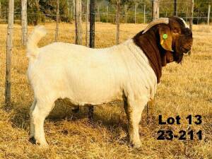 WITHDRAWN - 1X BOER GOAT BUCK Jonathan Fetting Alphaeton Boergoats - 1426