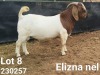 1X BOER GOAT FLOCK BUCK Elizna Nel - 1412