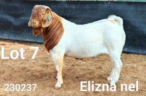 1X BOER GOAT FLOCK BUCK Elizna Nel - 1412