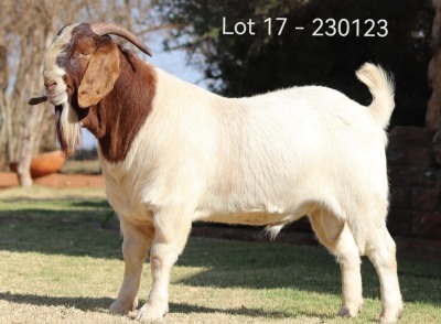 WITHDRAWN - 1X BOER GOAT BUCK Dwayne Kachula The Falls Boergoat Stud - 1917