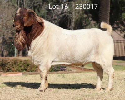 1X BOER GOAT STUD BUCK Dwayne Kachula The Falls Boergoat Stud - 1917