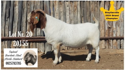 1X BOER GOAT STUD BUCK Marlè Slabbert Osplaat BBS - 882