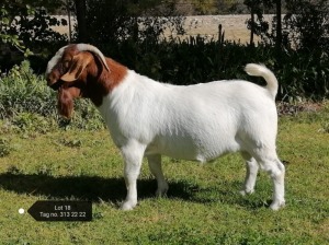 1X BOER GOAT FLOCK BUCK Vaatjie Nell Geelhoutboom - 313