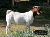 WITHDRAWN - 1X BOER GOAT BUCK Vaatjie Nell Geelhoutboom - 313