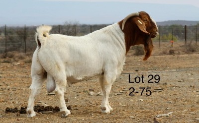 1X BOER GOAT FLOCK BUCK Nicky Nell Brakrivier - 106