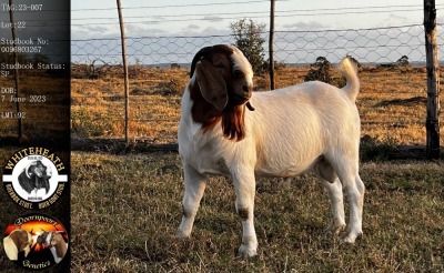 WITHDRAWN - 1X BOER GOAT BUCK Pieter Fouché Whiteheath BBS - 1713