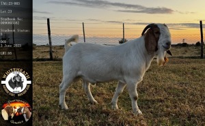 1X BOER GOAT FLOCK BUCK Pieter Fouché Whiteheath BBS - 1713