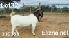 1X BOER GOAT FLOCK BUCK Elizna Nel - 1412