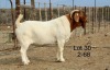 1X BOER GOAT FLOCK BUCK Nicky Nell Brakrivier - 106