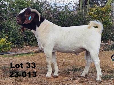 1X BOER GOAT FLOCK BUCK Tommie van Kerken Prasperede BBS - 1256