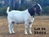 1X BOER GOAT FLOCK BUCK Tommie van Kerken Prasperede BBS - 1256