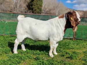 WITHDRAWN - 1X BOER GOAT BUCK PJ van Rensburg Graslands Boerdery - 1028