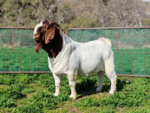 1X BOER GOAT FLOCK BUCK PJ van Rensburg Graslands Boerdery - 1028