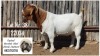 1X BOER GOAT FLOCK BUCK Marlè Slabbert Osplaat BBS - 882