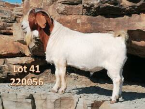 1X BOER GOAT FLOCK BUCK Josef van Dyk Lanternkop - 1786