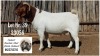 1X BOER GOAT BUCK Marlè Slabbert Osplaat BBS - 882