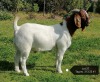 1X BOER GOAT FLOCK BUCK Vaatjie Nell Geelhoutboom - 313