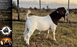 1X BOER GOAT STUD BUCK Pieter Fouché Whiteheath BBS - 1713