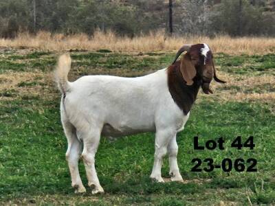 1X BOER GOAT FLOCK BUCK Tommie van Kerken Prasperede BBS - 1256