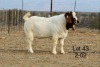 WITHDRAWN - 1X BOER GOAT BUCK Nicky Nell Brakrivier - 106