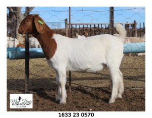 1X BOER GOAT STUD DOE John Skinner (Dawie Viljoen) Mon Desir BBS - 1633