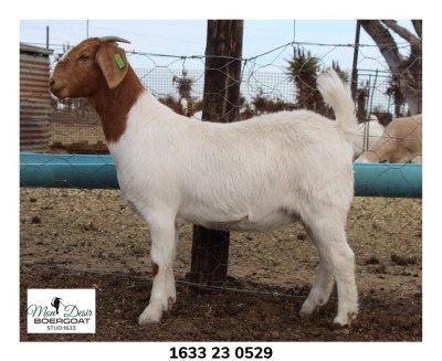 1X BOER GOAT FLOCK DOE John Skinner (Dawie Viljoen) Mon Desir BBS - 1633