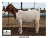 1X BOER GOAT STUD DOE John Skinner (Dawie Viljoen) Mon Desir BBS - 1633