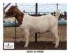 1X BOER GOAT STUD DOE John Skinner (Dawie Viljoen) Mon Desir BBS - 1633