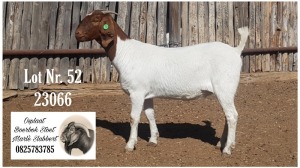 1X BOER GOAT FLOCK DOE Marlè Slabbert Osplaat BBS - 882