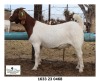 1X BOER GOAT FLOCK DOE John Skinner (Dawie Viljoen) Mon Desir BBS - 1633