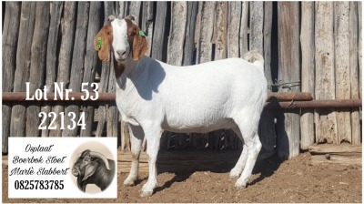 1X BOER GOAT FLOCK DOE Marlè Slabbert Osplaat BBS - 882