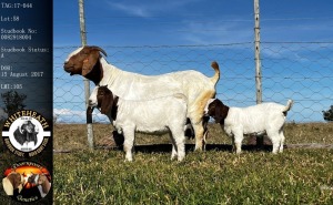 1X BOER GOAT FLOCK PREGNANT DOE Pieter Fouché Whiteheath BBS - 1713