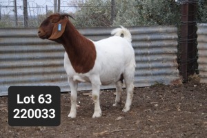 1X BOER GOAT FLOCK PREGNANT DOE Anton Scheffer Bossie Boerdery - 1214