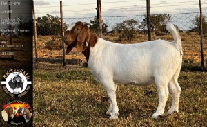 WITHDRAWN - 1X BOER GOAT DOE Pieter Fouché Whiteheath BBS - 1713