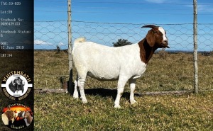 1X BOER GOAT FLOCK PREGNANT DOE Pieter Fouché Whiteheath BBS - 1713