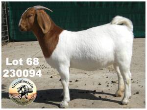 WITHDRAWN - 1X BOER GOAT DOE Grootfontein LBK - 1351