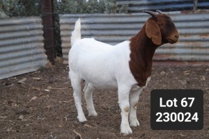 WITHDRAWN - 1X BOER GOAT PREGNANT DOE Anton Scheffer Bossie Boerdery - 1214