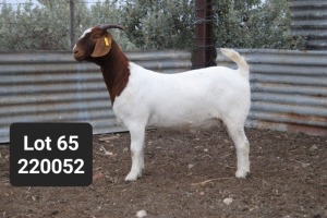 1X BOER GOAT FLOCK PREGNANT DOE Anton Scheffer Bossie Boerdery - 1214