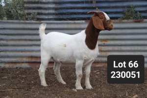 WITHDRAWN - 1X BOER GOAT PREGNANT DOE Anton Scheffer Bossie Boerdery - 1214