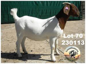 1X BOER GOAT FLOCK DOE Grootfontein LBK - 1351