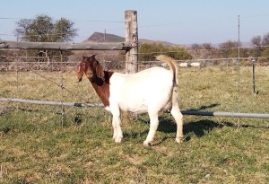 1X BOER GOAT DOE Gareth Asher - 1524