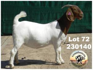 1X BOER GOAT FLOCK DOE Grootfontein LBK - 1351