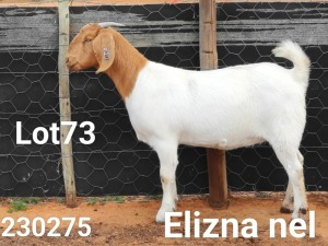 1X BOER GOAT FLOCK DOE Elizna Nel - 1412