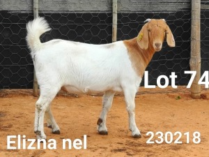 1X BOER GOAT STUD DOE Elizna Nel - 1412