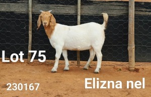 1X BOER GOAT FLOCK DOE Elizna Nel - 1412