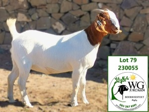 1X BOER GOAT FLOCK DOE Jordaan Matthee WG Jordaan BBS - 1924