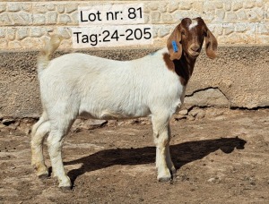 WITHDRAWN - 1X BOER GOAT DOE Wimpie Schoeman Wimpie Schoeman BBS - 1608