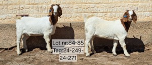 WITHDRAWN - 1X BOER GOAT DOE Wimpie Schoeman Wimpie Schoeman BBS - 1608