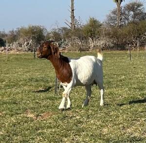 1X BOER GOAT DOE Gareth Asher - 1524