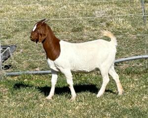 WITHDRAWN - 1X BOER GOAT DOE Gareth Asher - 1524